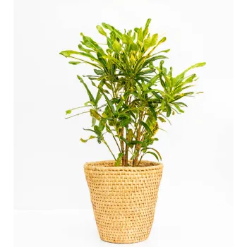 Croton Plant 
